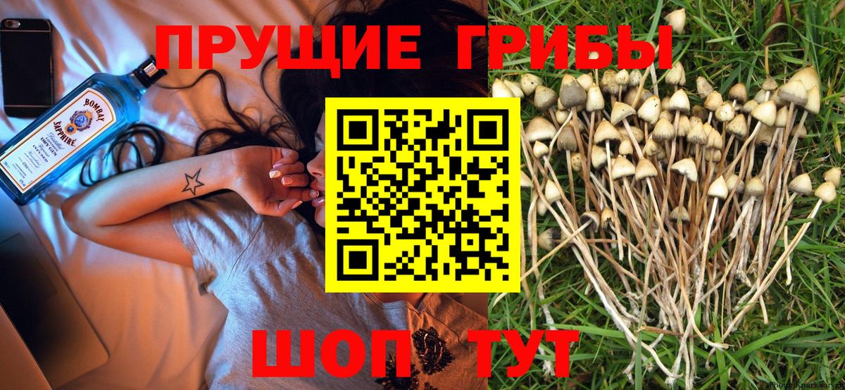 Шебекино  купить закладку  Вход с VPN  Псилоцибиновые грибы Psilocybine cubensis 